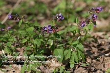 Is_miodunka plamista_pulmonaria officinalis (1)